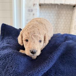 Graham - Cream male Goldendoodle puppy in Mount Pleasant, Utah from Betty's Goldendoodles