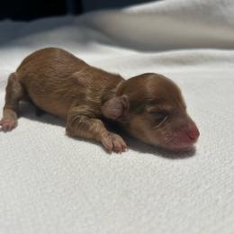 Montana - Red male Dachshund puppy in Sebring, Florida from Mini Weenies