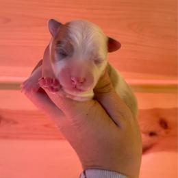 Woody - 1800 Full Fluffy - Red male Pembroke Welsh Corgi puppy in Rozet, Wyoming from Hayday Ranch Corgis