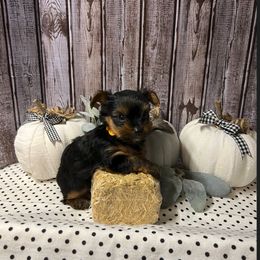 German Shepherd and Yorkshire Terrier Puppies from Criadero Santos Padron