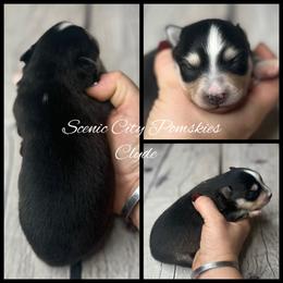 Clyde - Black and white male Pomsky puppy in Rossville, Georgia from Scenic City Pomskies
