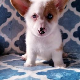 American Corgi and Pembroke Welsh Corgi Puppies from Whimsical Treasure Corgis