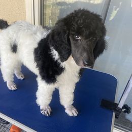 Poodle Puppies from Moonlight Standard Poodles