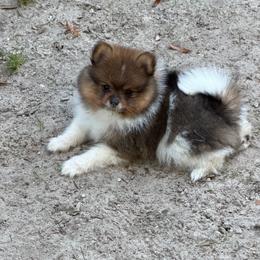 Pinzo - Tri-colored male Pomeranian puppy in Glen St Mary, Florida from Majestic poms