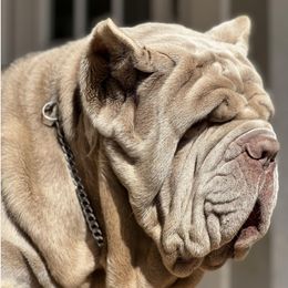 Neapolitan Mastiffs from Consigliere Mastino