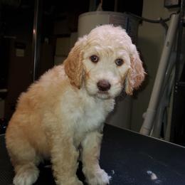 Goldendoodle Puppies from Bert's Doodles