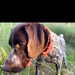 German Shorthaired Pointer All Grown Up from Majestik Kennels