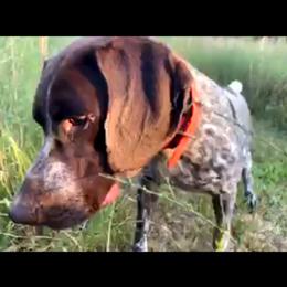 German Shorthaired Pointer All Grown Up from Majestik Kennels