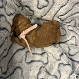 Light Pink - Apricot female Goldendoodle puppy in Clarksville, Tennessee from Golden Pine Designer Doodles