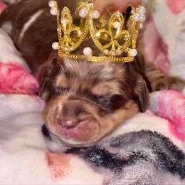 Meredith - Dapple female Dachshund puppy in Hornbeck, Louisiana from A&Z Mini Dachshunds