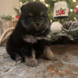 Maple - Black and tan female Pomeranian puppy in Sandia, Texas from Broken Arrow Poms