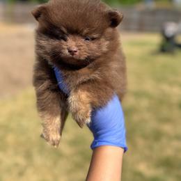 Stella - Chocolate and tan female Pomeranian puppy in Willow Spring, North Carolina from GTBBF Pomeranians