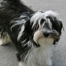 Havanese and Miniature Schnauzers from Maplecreek