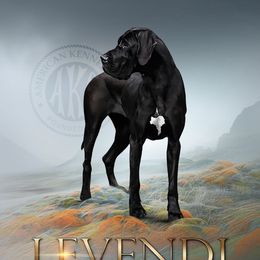 Levendi - Great Dane
