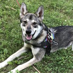 Tamaskans from Raven’s Wood Tamaskans