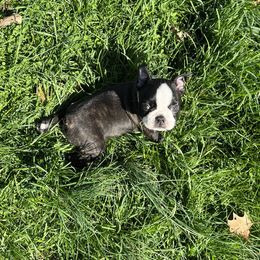 Boston Terrier Puppies from Benders Boston’s