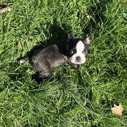 Boston Terrier Puppies from Benders Boston’s