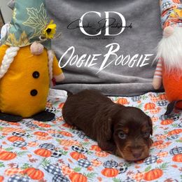 Oogie - Chocolate and tan male Dachshund puppy in Huntington, Texas from Camacho_Dachshunds