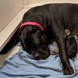 Cane Corso Puppies from Smokehouse Cane Corso