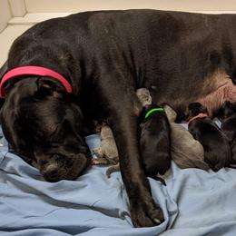 Cane Corso Puppies from Smokehouse Cane Corso
