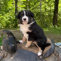 Furlong - Black tri-color male Australian Shepherd puppy in Tuftonboro, New Hampshire from Aussies Edge Farm