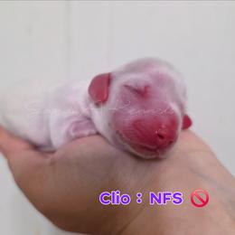 Clio - Piebald female Dachshund puppy in Quitman, Mississippi from S-and-A Kennels