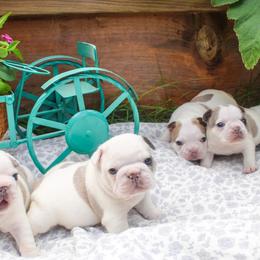 Lily - White and fawn female French Bulldog puppy in New Hampton, New Hampshire from Kismet French Bulldogs