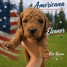 Eleanor - Apricot female Goldendoodle puppy in Ashton, Idaho from Kerr Kanine Ranch