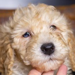 Baxter - Yellow and white male Bernedoodle puppy in Tyner, Kentucky from Good Dog Doodles