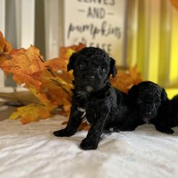 Poodle All Grown Up from Parti-Pawz
