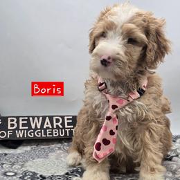 Boris - Red male Bernedoodle puppy in Neillsville, Wisconsin from Granton Creek