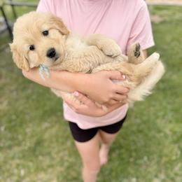 Miss Teal - Light golden female Golden Retriever puppy in Las Vegas, Nevada from Leavitt Retrievers