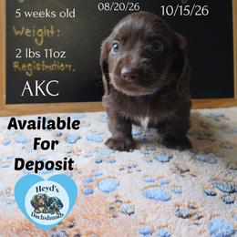 Kronos - Chocolate and tan male Dachshund puppy in Hoquiam, Washington from Heyd's Mini Dachshunds