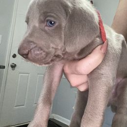 Weimaraner Puppies from Palmetto State Weimaraners