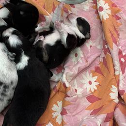 Miniature Australian Shepherds from Scearce breeders