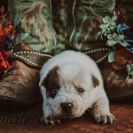 Harlow - Red speckled female Australian Cattle Dog puppy in Waxahachie, Texas from MC Heelers