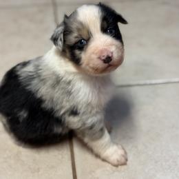 Australian Shepherd Puppies from Bullet & Whiskey’s Pups