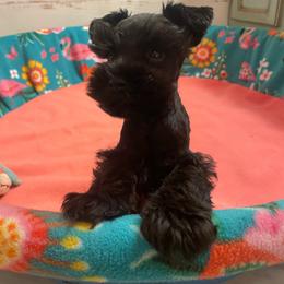 Black 2 - Black male Miniature Schnauzer puppy in Malvern, Arkansas from Deep South Miniature Schnauzers
