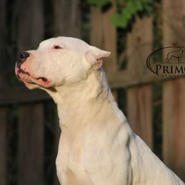 Willow - Dogo Argentino