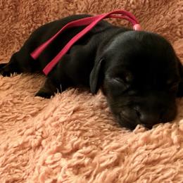 Pink flower - Black and tan female Dachshund puppy in Cleburne, Texas from Powers English Springer Spaniels