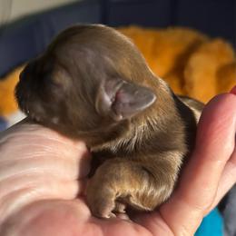 Toby - Chocolate male Shih Tzu puppy in New Port Richey, Florida from Stanford's Shih Tzus