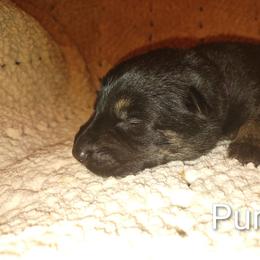 Purple - Black and tan male German Shepherd puppy in Dawsonville, Georgia from Vom Aussenseiter