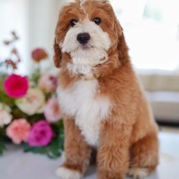 Goldendoodle Puppies from Blissful Doodles