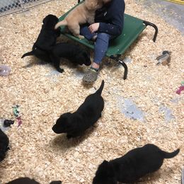 Labrador Retriever Puppies from Young’s Legacy Labradors