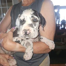 Harl boy 3 - Harlequin male Great Dane puppy in Golconda, Illinois from Breken Great Danes