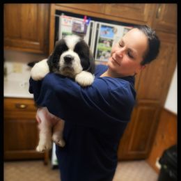 Saint Bernard Puppies from Fletchers Saints