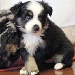 Aussiedoodle and Miniature Australian Shepherd Puppies from Maple Ridge Mini Aussies