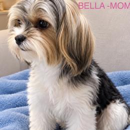 Bella - Biewer Terrier