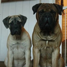 Bullmastiffs and French Bulldogs from DosMartinos, LLC