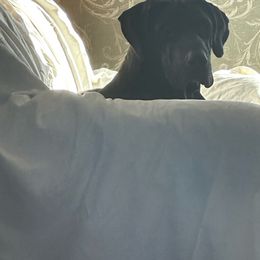 Alice - Great Dane